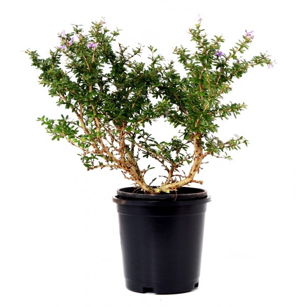 Braya Plant - Desmodium Unifoliatum